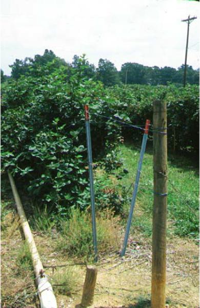 A V-trellis in the field.